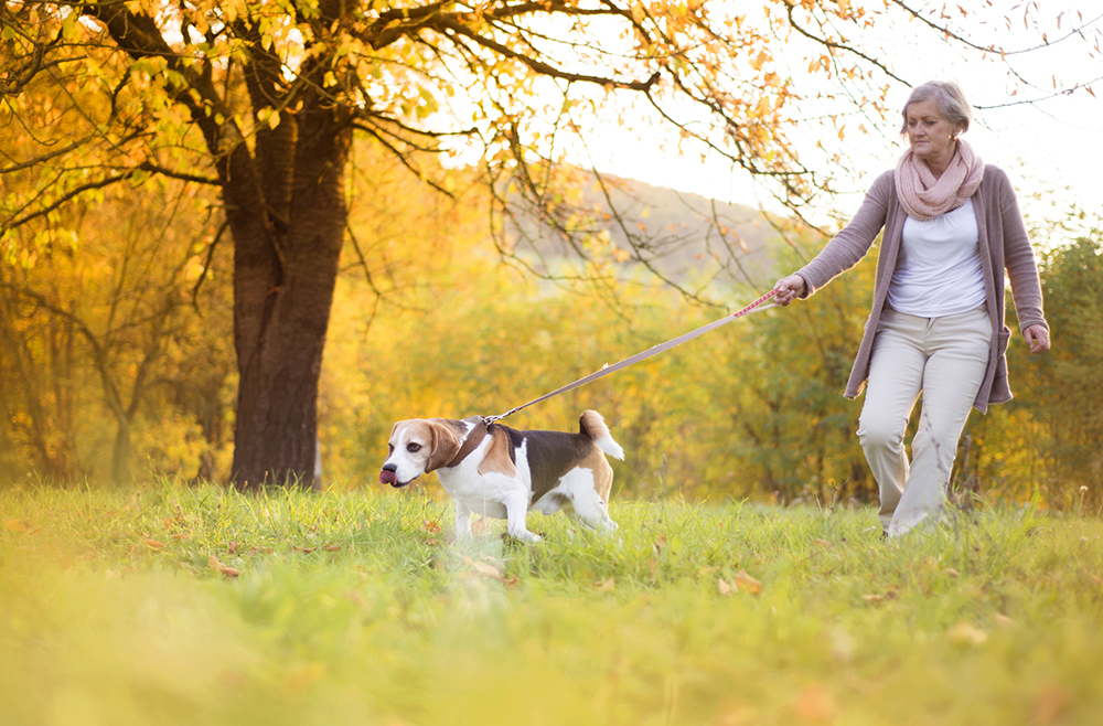 Bone Fractures Increasing as Seniors Walk Dogs to Stay